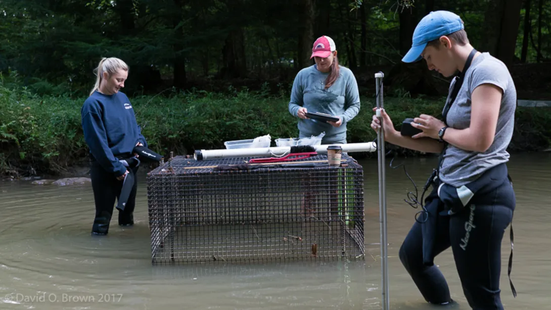Collecting data on a soft-release hellbender