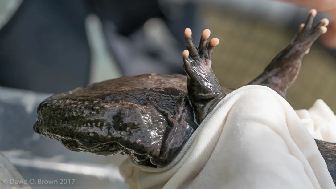 Hellbender in gloved hand
