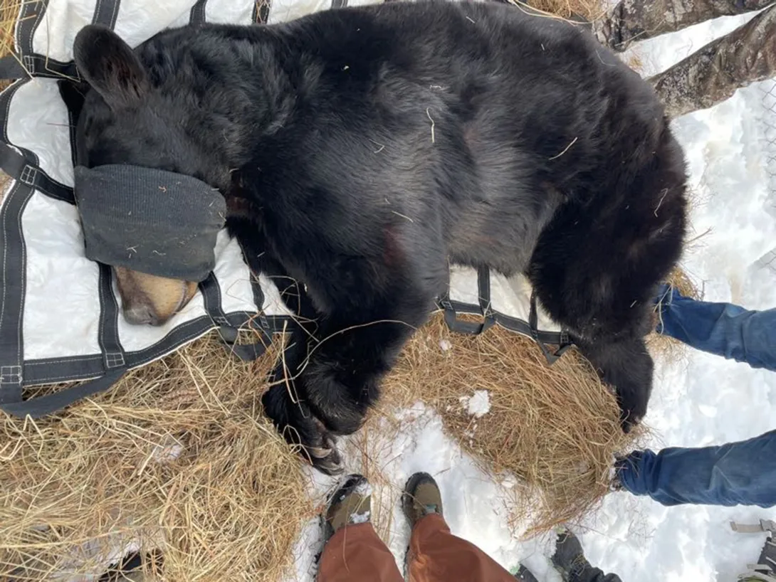 This adult black bear has been sedated and using a tarp, was moved from its den for examination. Photo by Emma Unekis