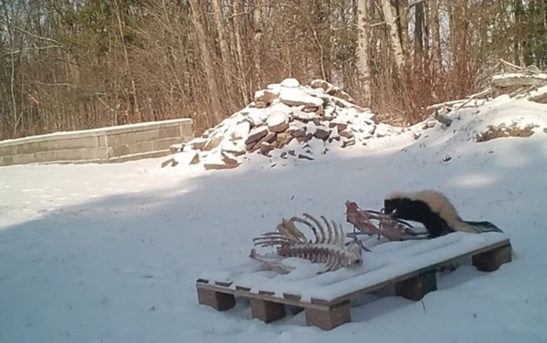 Striped skunk scavenging a deer carcass.