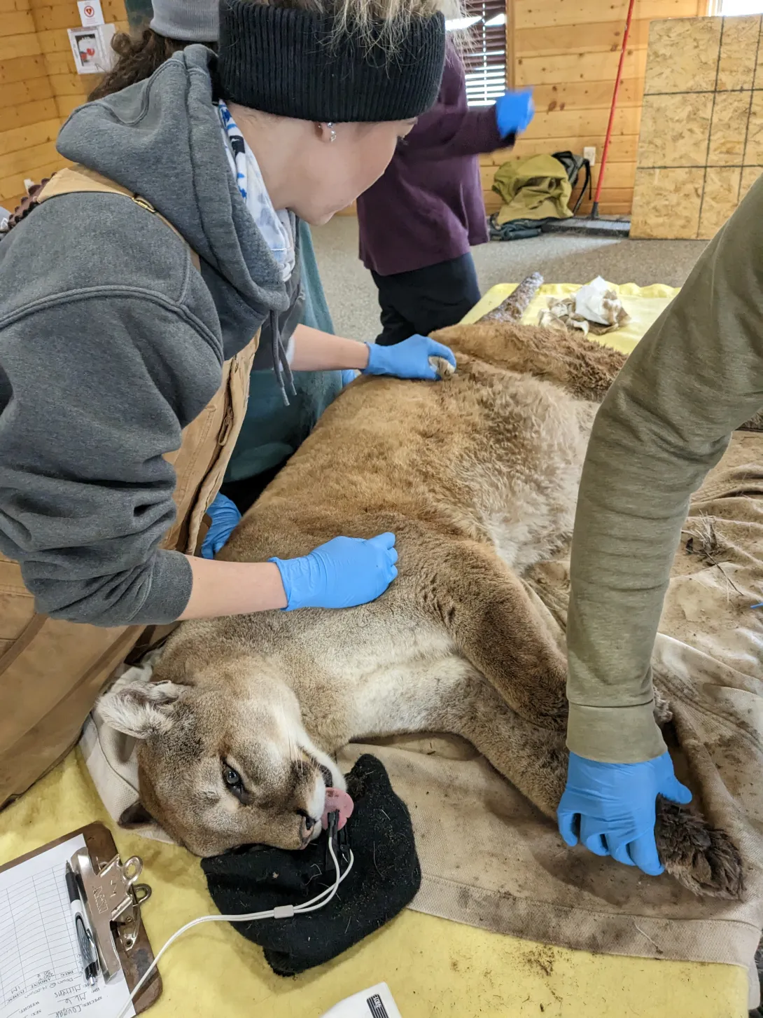 This anesthetized mountain lion is being monitored as it gets a full health examination. 