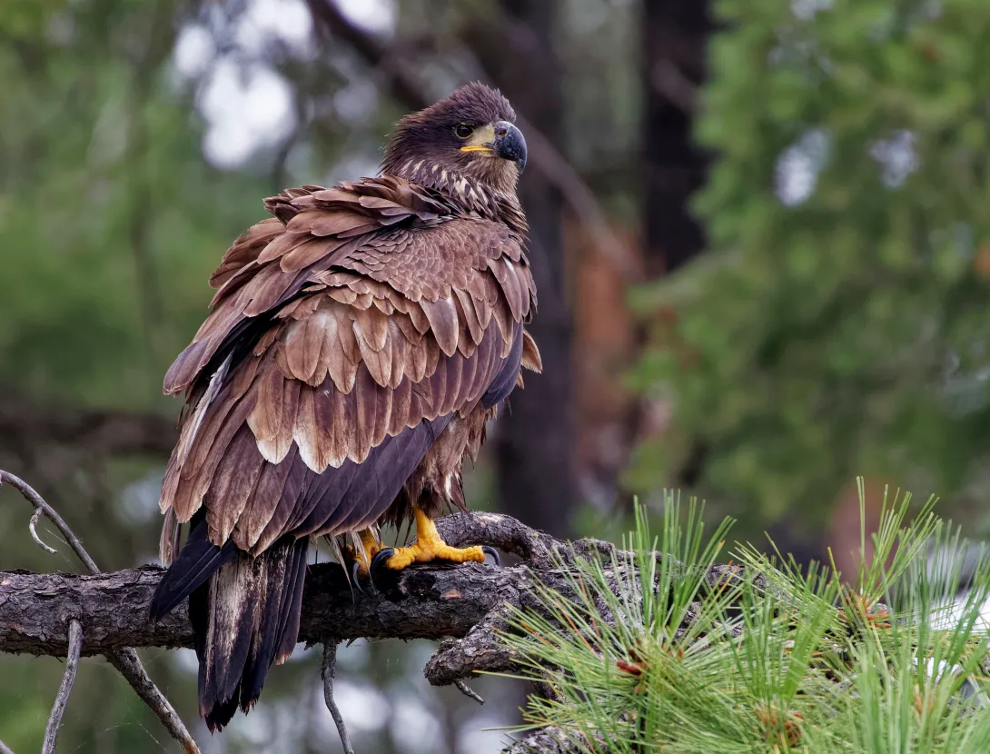 Juvenile bald eagle in tree