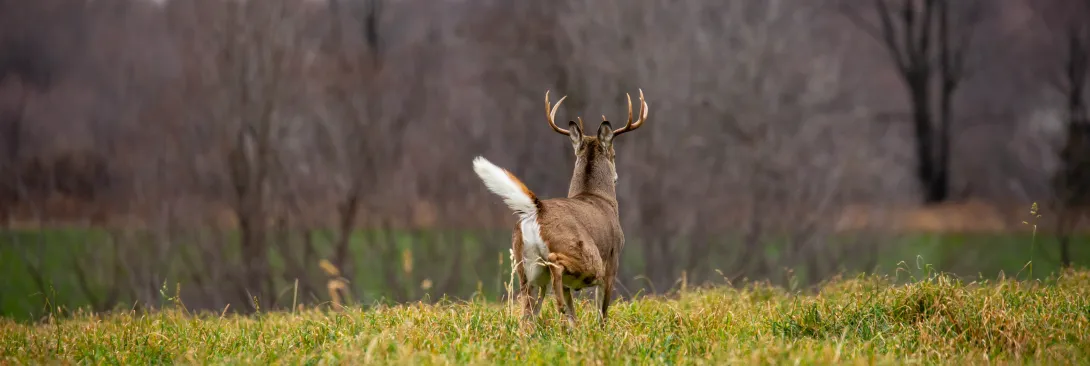 white-tailed deer buck running away