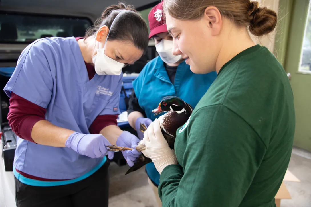 duck banding 
