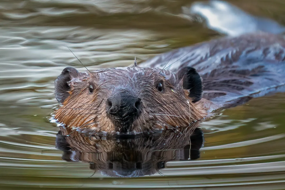 Beaver swimming in water