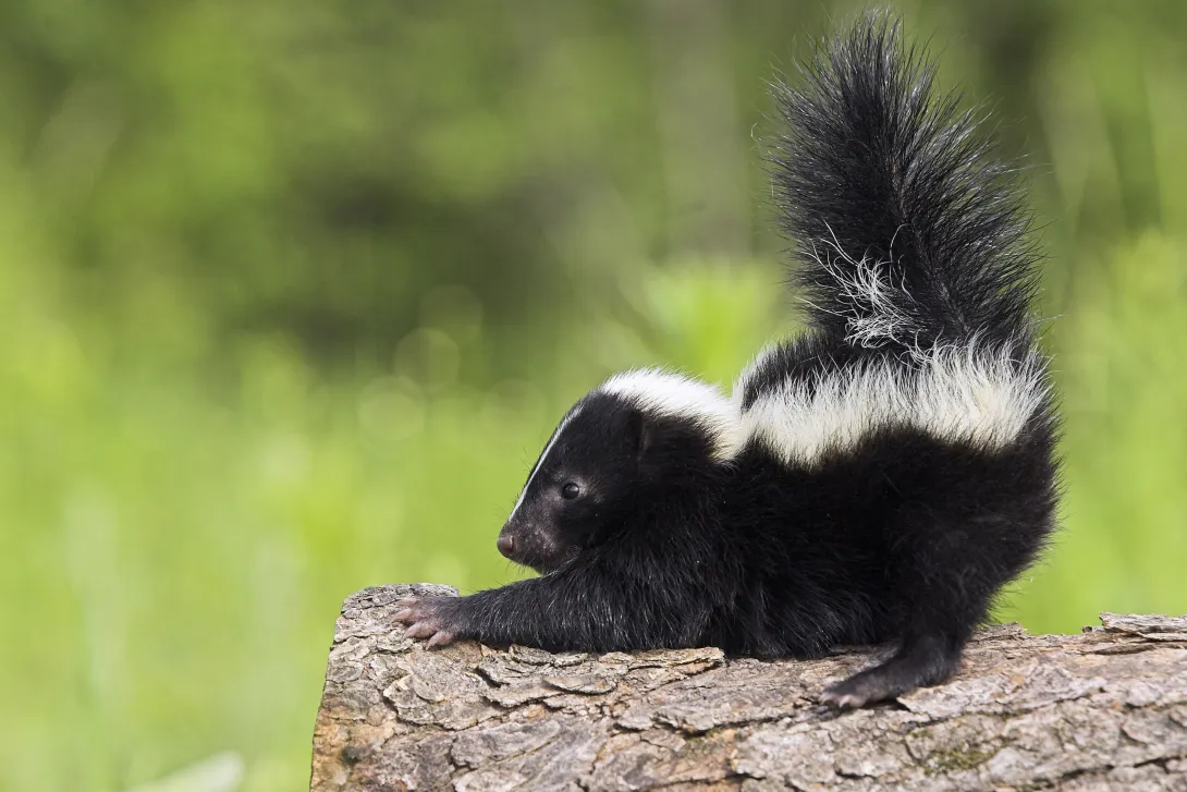 baby skunk on log stretching