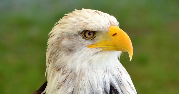 Close up of bald eagle