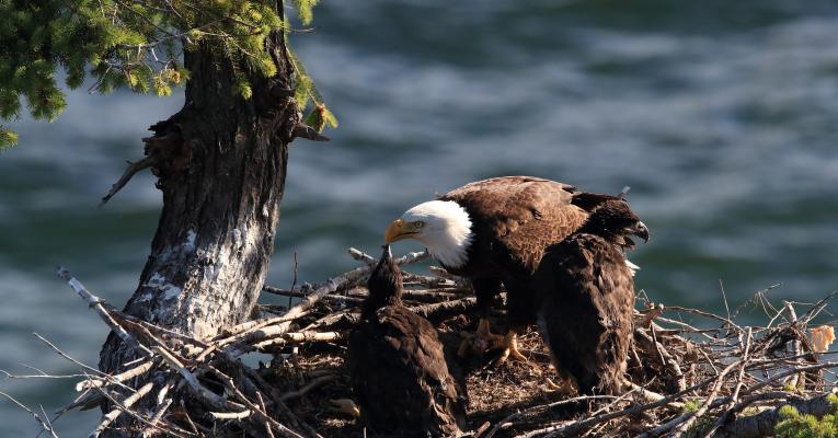 Bald eagle feeding juvenile eagles in the nest