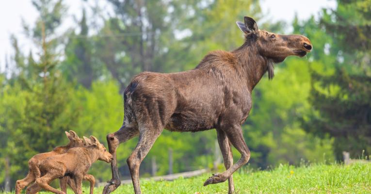 Moose cow with two calves strolling on green grass
