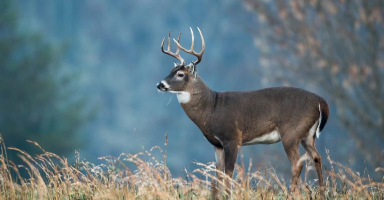 Large white-tailed buck in field