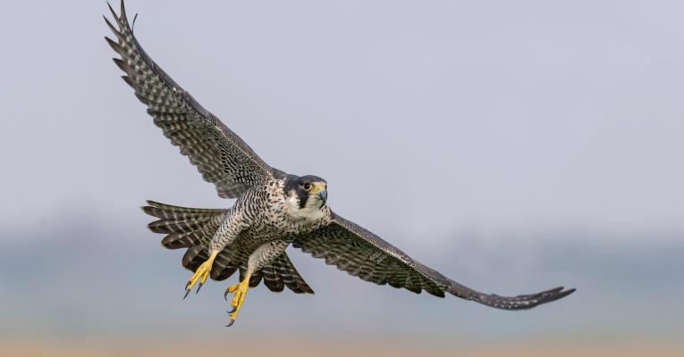 A peregrine falcon in flight